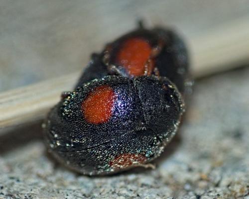 Réf. 322 235 : Scymnus sp.